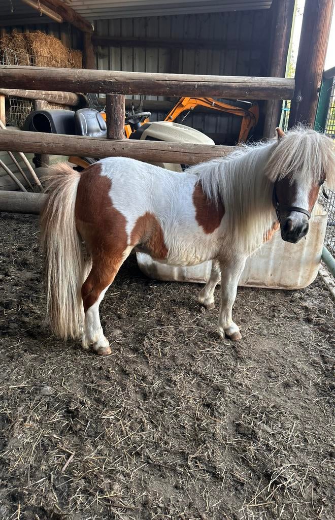Bonte Shetlander met maanoog, Dieren en Toebehoren, Hengst