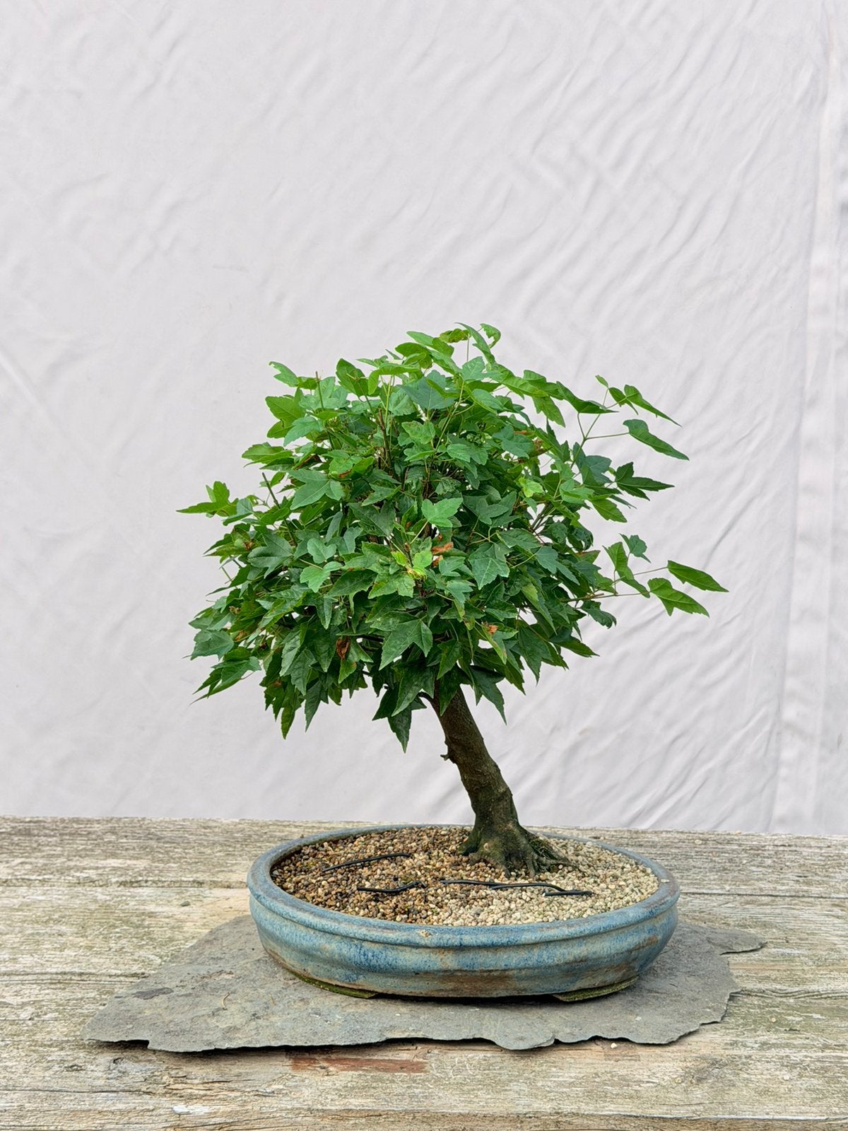 Bonsai acer buergeranium, Tuin en Terras, Ophalen