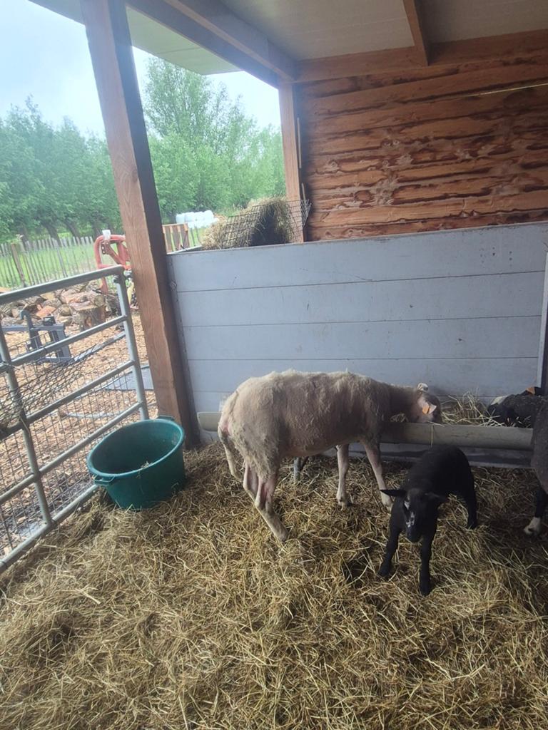 Ooi met  ooilam te koop, Dieren en Toebehoren, Schapen, Geiten en Varkens
