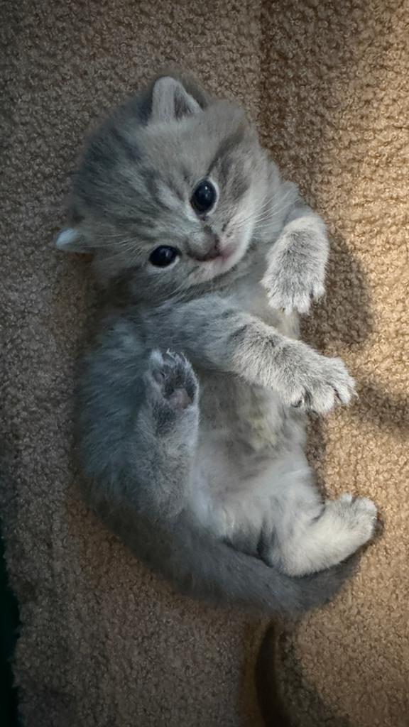 Brits korthaar kittens, Meerdere dieren, Gechipt, 0 tot 2 jaar
