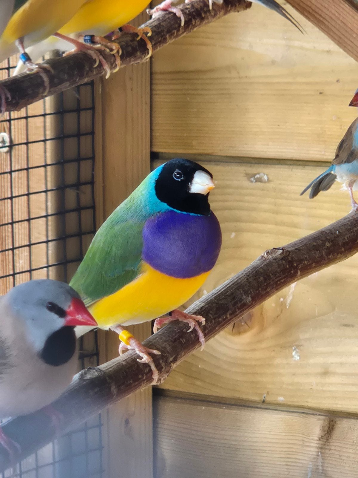 Gouldamadine te koop, Animaux & Accessoires