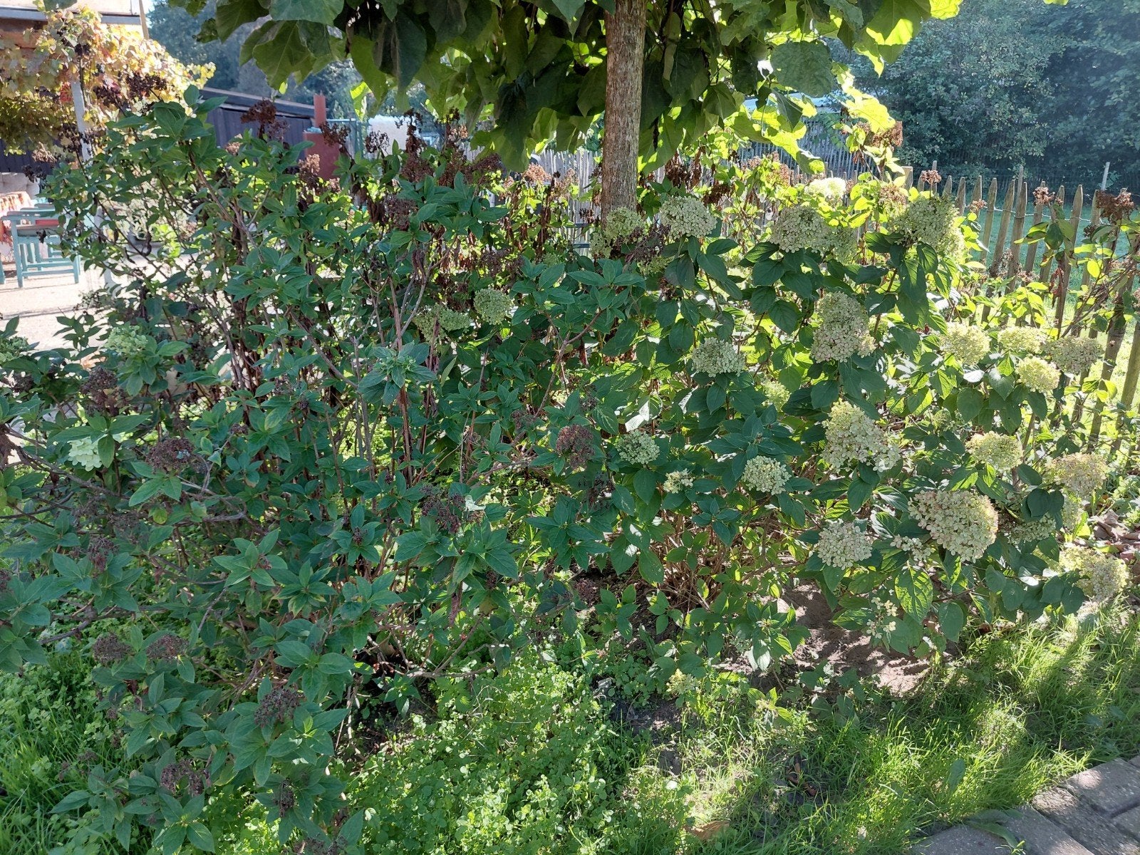 *GRATIS* 12 witte hortensia's, Ophalen, Hortensia