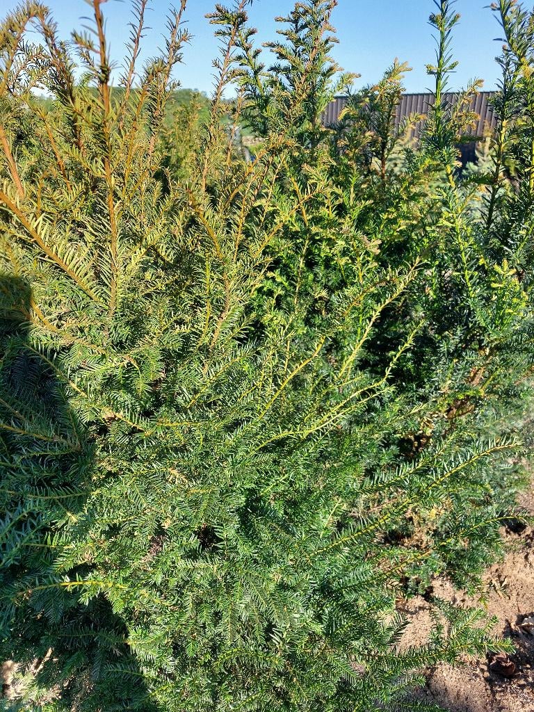 Taxus baccata - haagplanten, Tuin en Terras, Planten | Struiken en Hagen, Ophalen, Taxus, Haag, 100 tot 250 cm