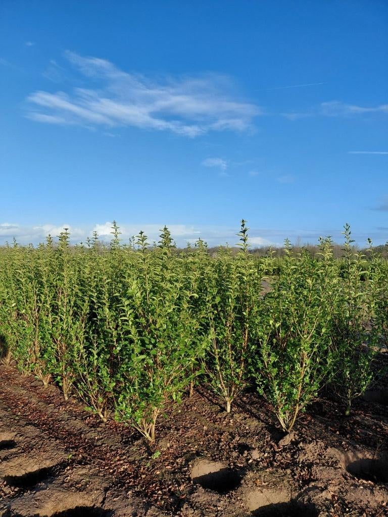 Ligustrum Ovalifolium 125/150cm, Enlèvement
