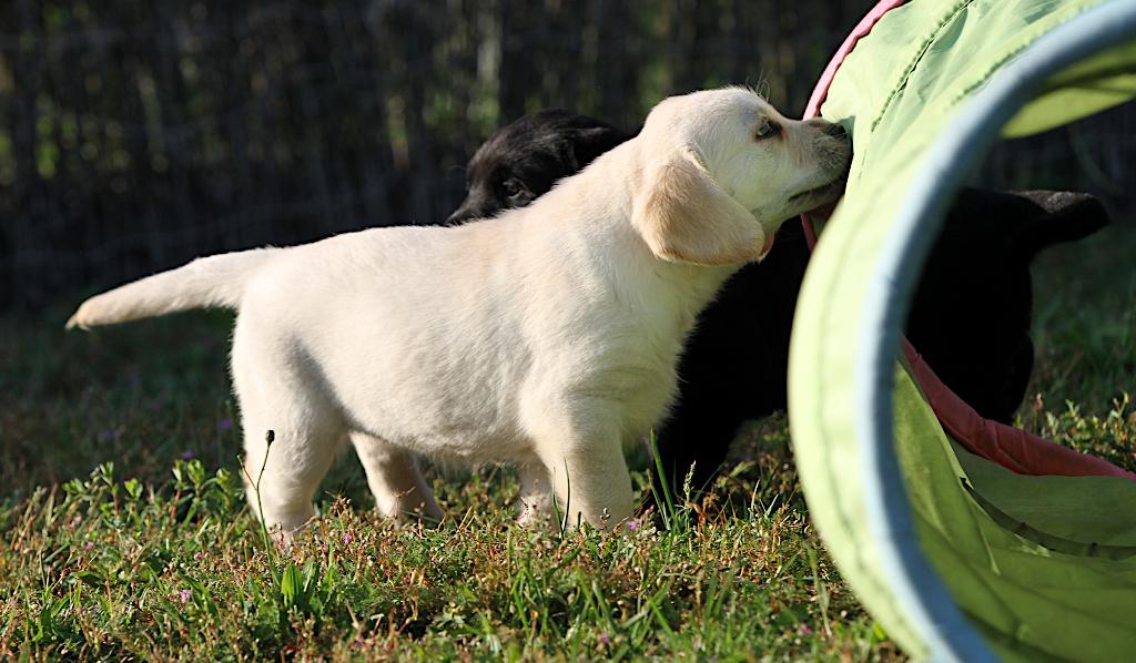 mooie labrador pup bij particulier, België, Particulier, Reu, 8 tot 15 weken