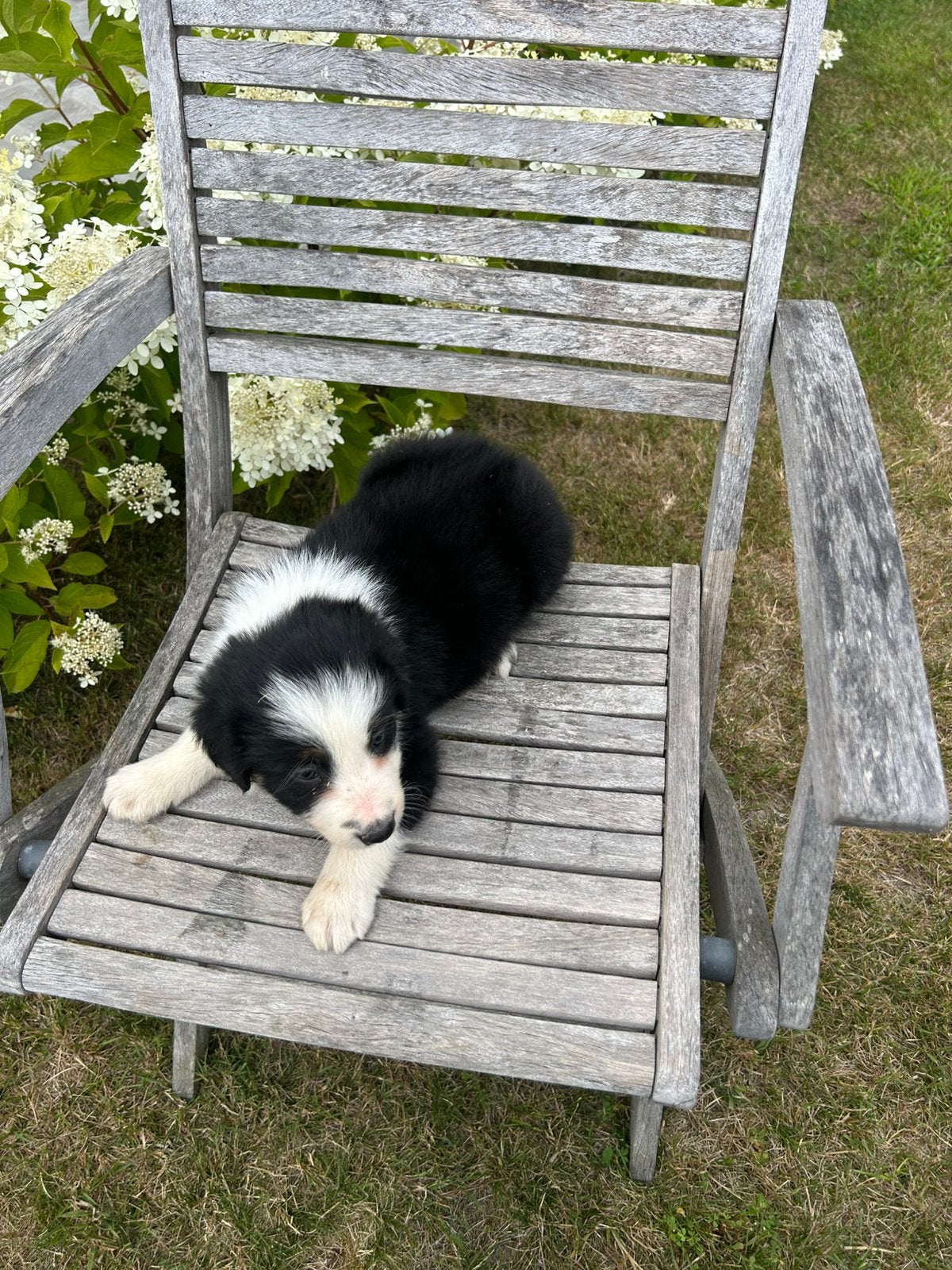 Chiots Border Collie, Maladie de Carré (chiens), 8 à 15 semaines, Colley, Plusieurs