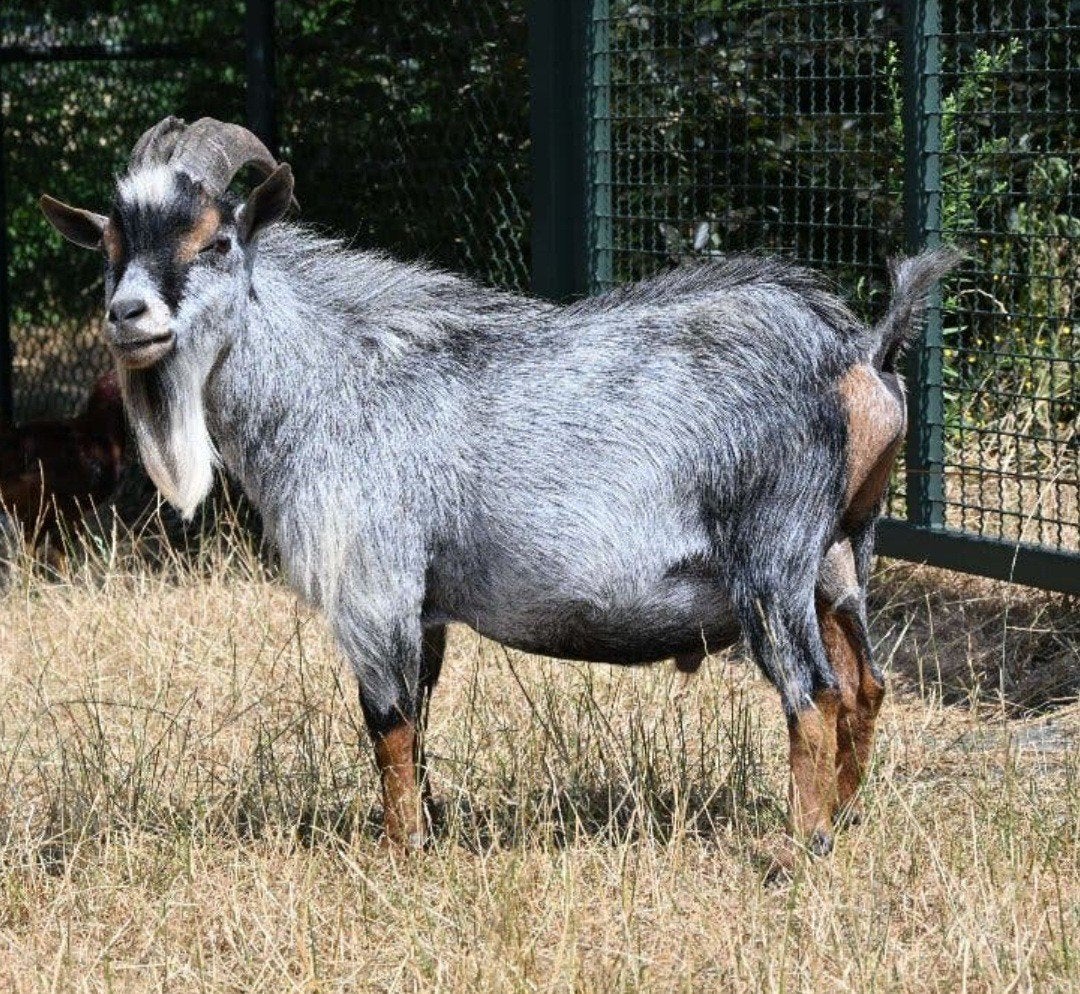 blauwschimmel dekbok dwerggeit, Dieren en Toebehoren, Mannelijk, Geit