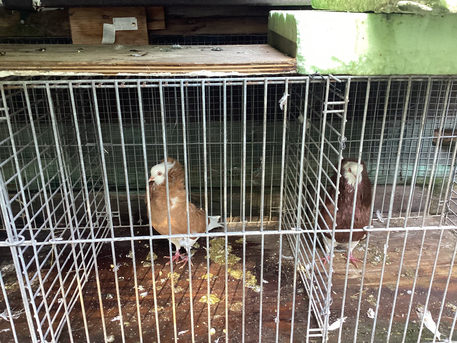 Oud hollandse kapucijn duiven, Meerdere dieren