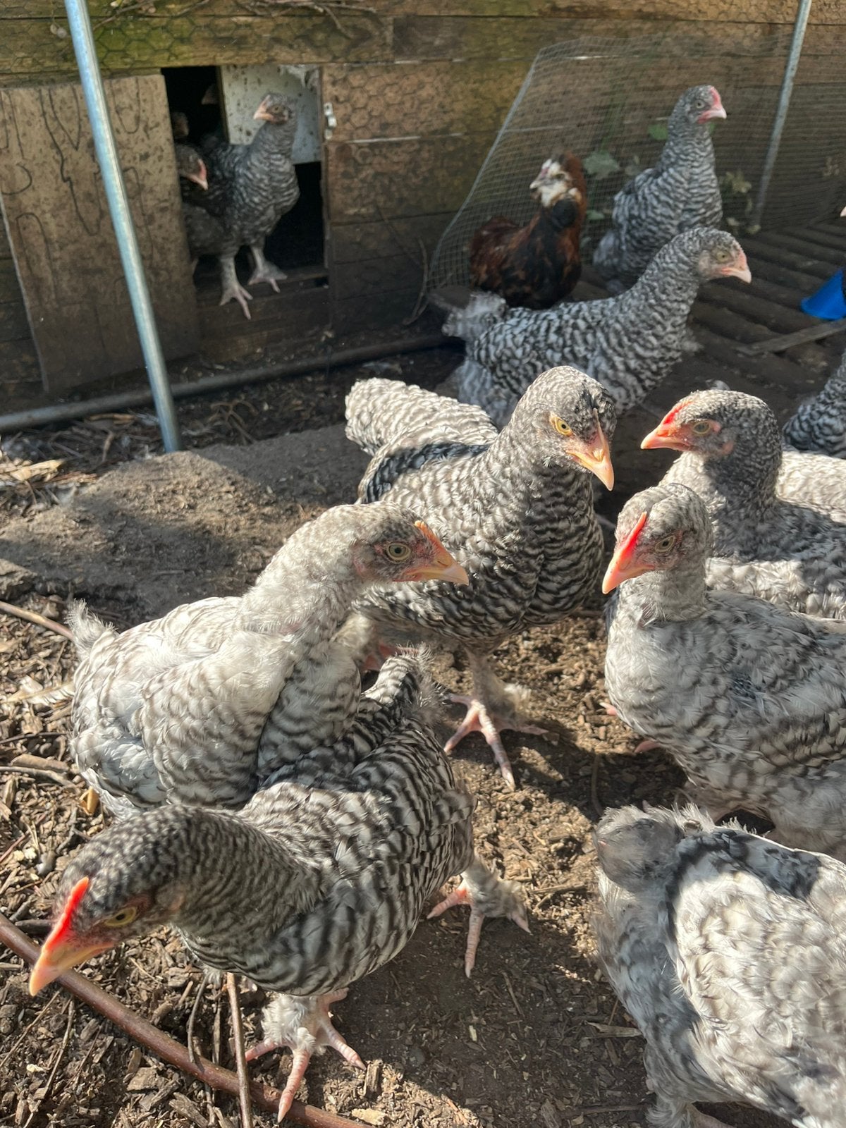 Jonge mechelse koekoek haantjes, Dieren en Toebehoren, Pluimvee