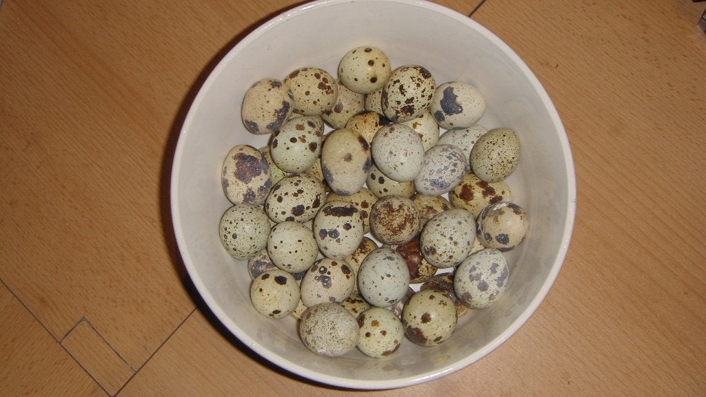 OEUFS DE CAILLES, Autres espèces
