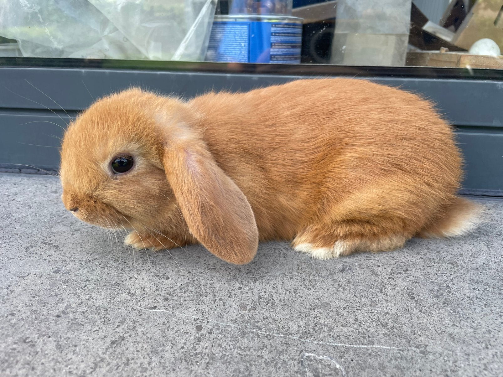 Minilop konijntje, Dieren en Toebehoren, Konijnen
