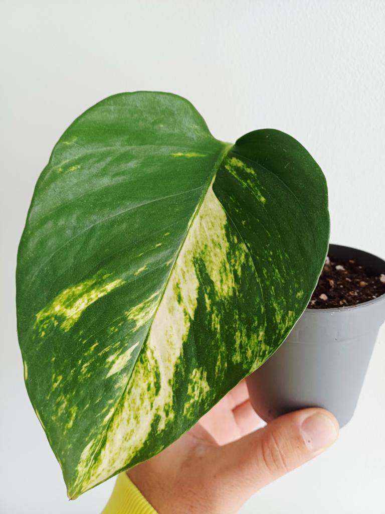 Epipremnum Aureum Hawaiian "Giant pothos", Autres espèces, En pot, Enlèvement ou Envoi, Moins de 100 cm