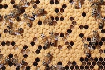 Kempische broedramen met BRIAS, Dieren en Toebehoren, Insecten en Spinnen, Bijen