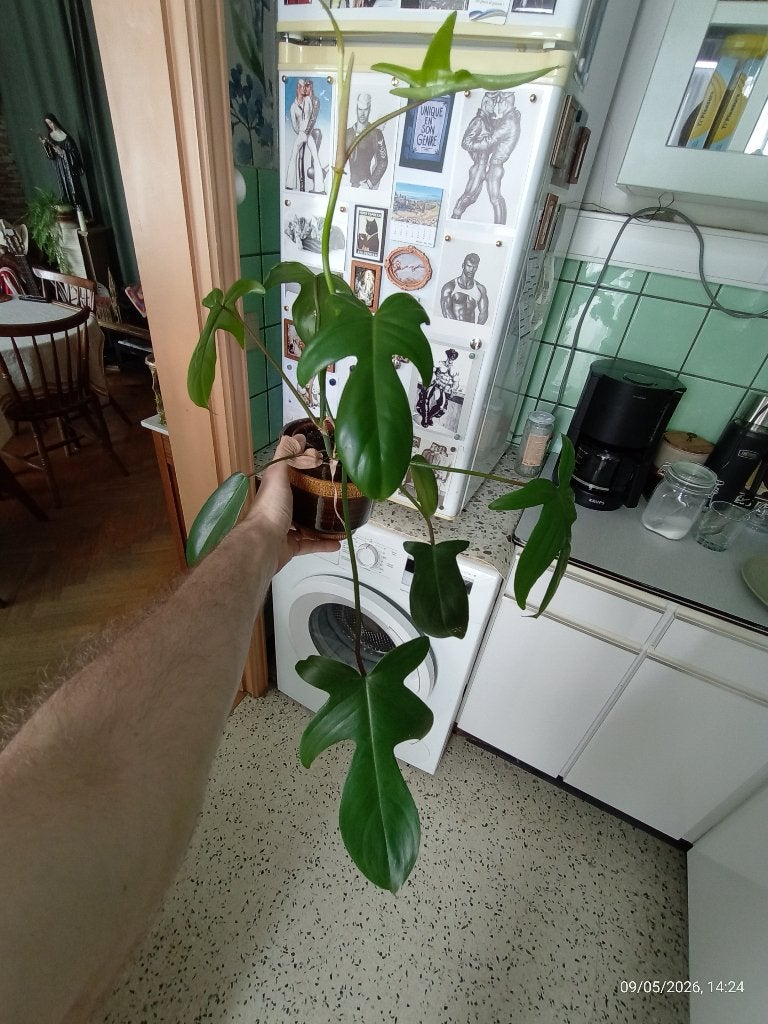 Philodendron Florida kamerplant, Ophalen, Overige soorten, Halfschaduw, Minder dan 100 cm