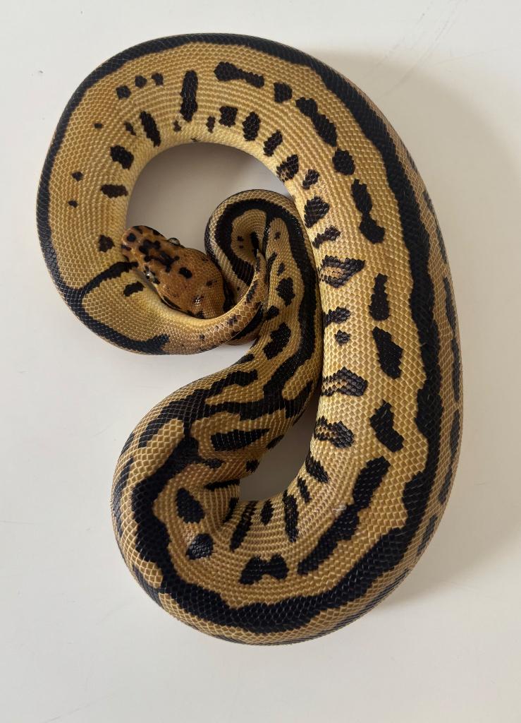 Python Regius Batman