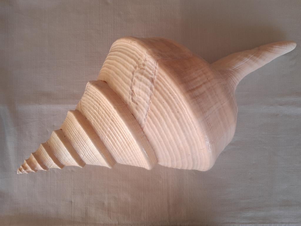 Syrinx aruana, Collections, Enlèvement ou Envoi, Coquillage(s)