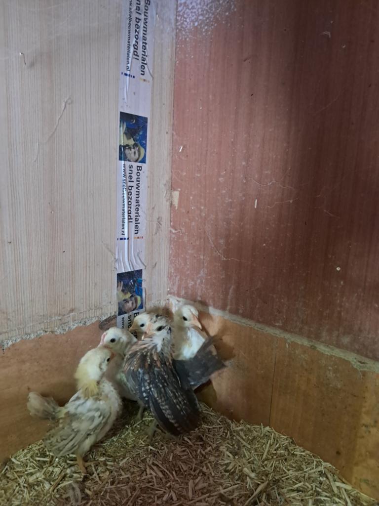 Serama haantjes A klasse en Ayan Maleisische haantjes, Dieren en Toebehoren, Pluimvee