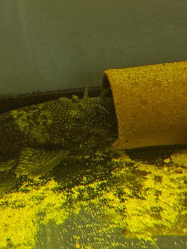 Ancistrus kweekgroep 4V+1M voor 10€, Dieren en Toebehoren, Vis, Zoetwatervis