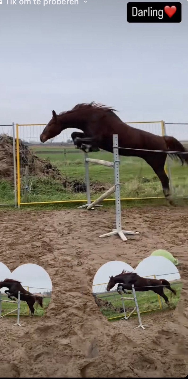 Halve stal aangeboden voor Darlina, Dieren en Toebehoren, Merrie, Springpaard, 170 tot 175 cm, 11 jaar of ouder