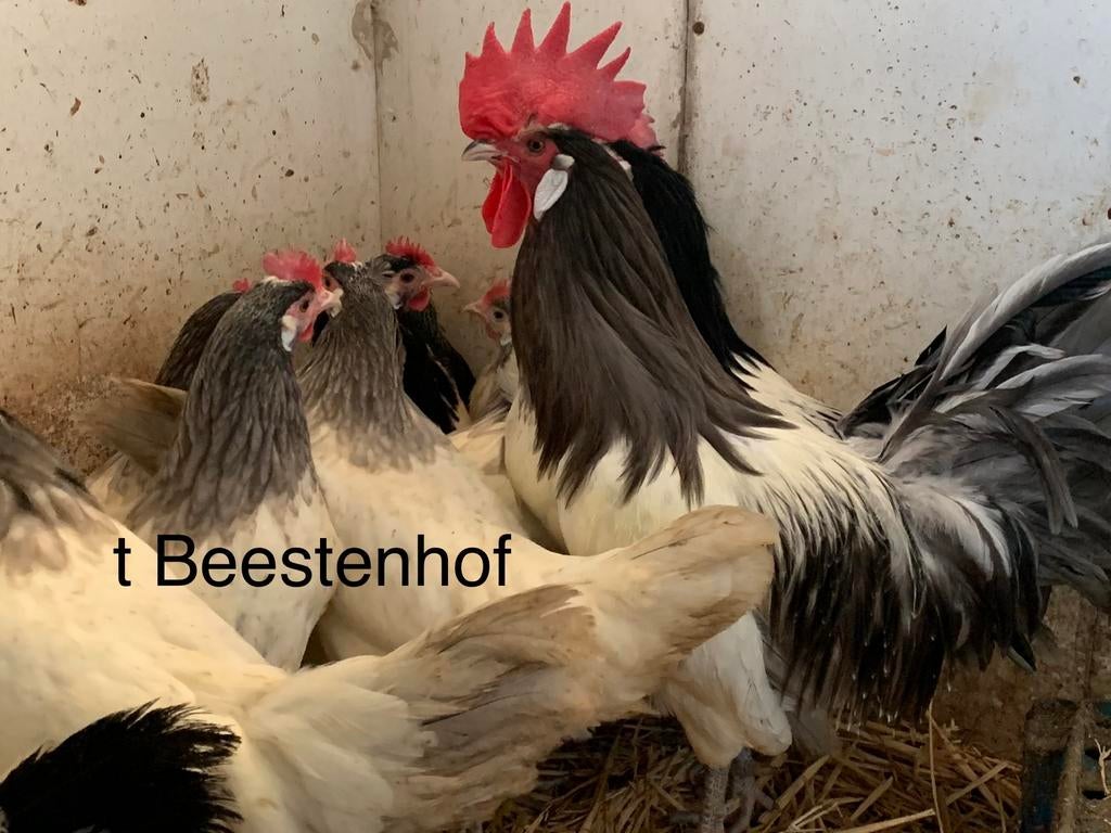 Œufs à incuber de race pure