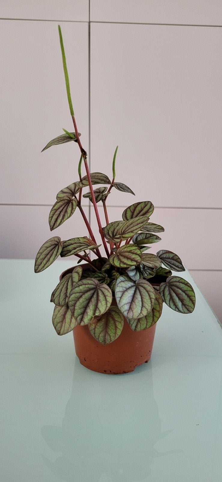 Peperomia albovittata, Enlèvement
