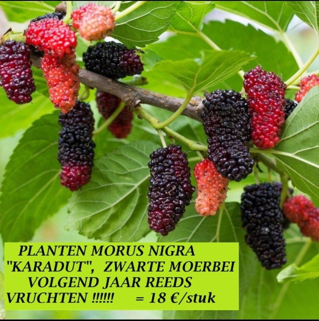 PLANTEN TURKSE MOERBEI KARADUT VOLGEND JAAR REEDS FRUIT 18€, Tuin en Terras, Volle zon, Vaste plant, Ophalen of Verzenden, Fruitplanten