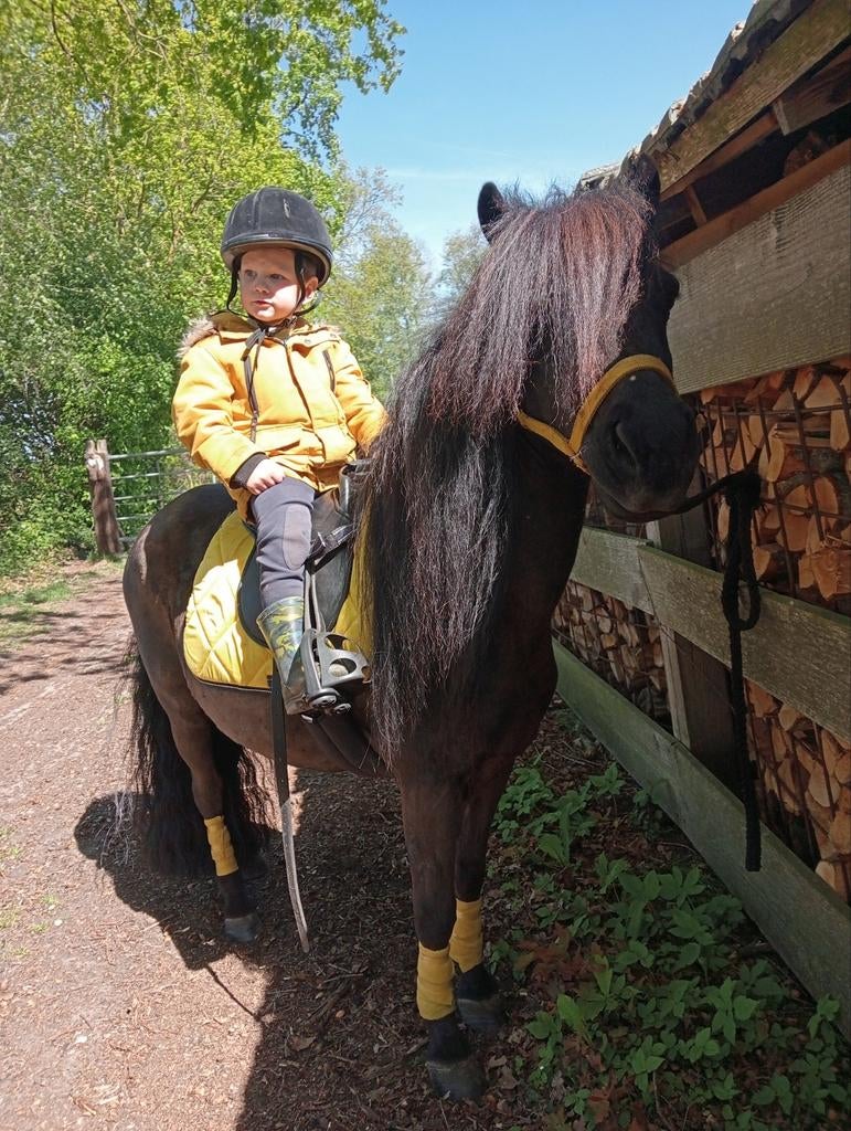Super lieve shetland merrie met 👑 papier, Jument, Poney A (jusqu'à 1.17 m), Avec pedigree, 11 ans ou plus