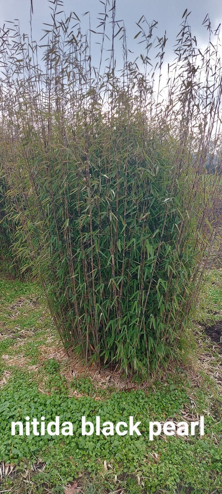 fargesia nitida black Pearl  , niet woekerende   bamboe, Ophalen, Bamboe, Haag