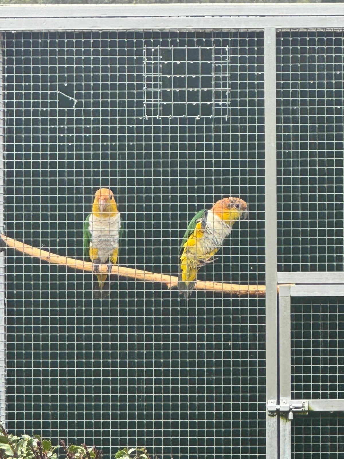 Koppel roestkop caiques, Dieren en Toebehoren, Meerdere dieren, Papegaai, Geringd