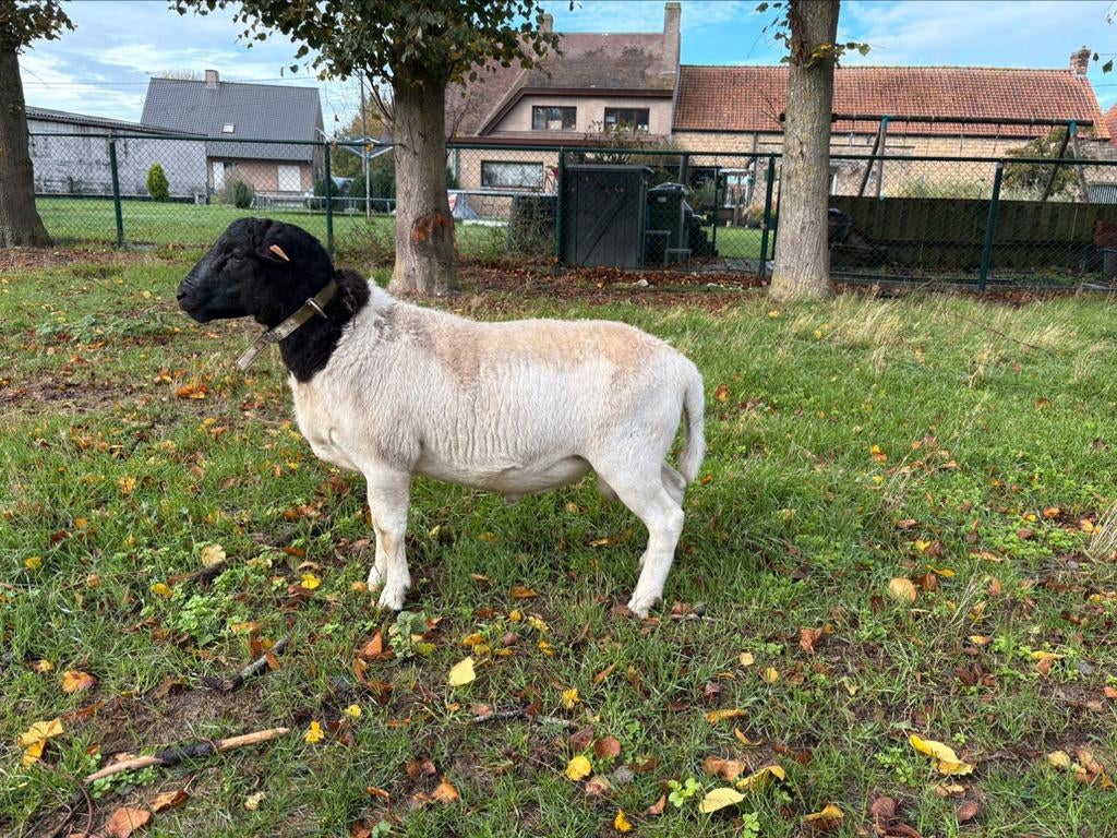 Jeune deck buck recherché pour les moutons du village