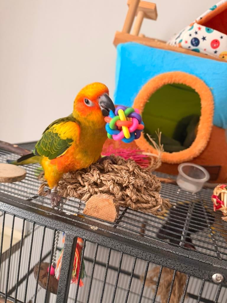Conure soleil femelle/ bien lire lannonce, Dieren en Toebehoren, Vrouwelijk