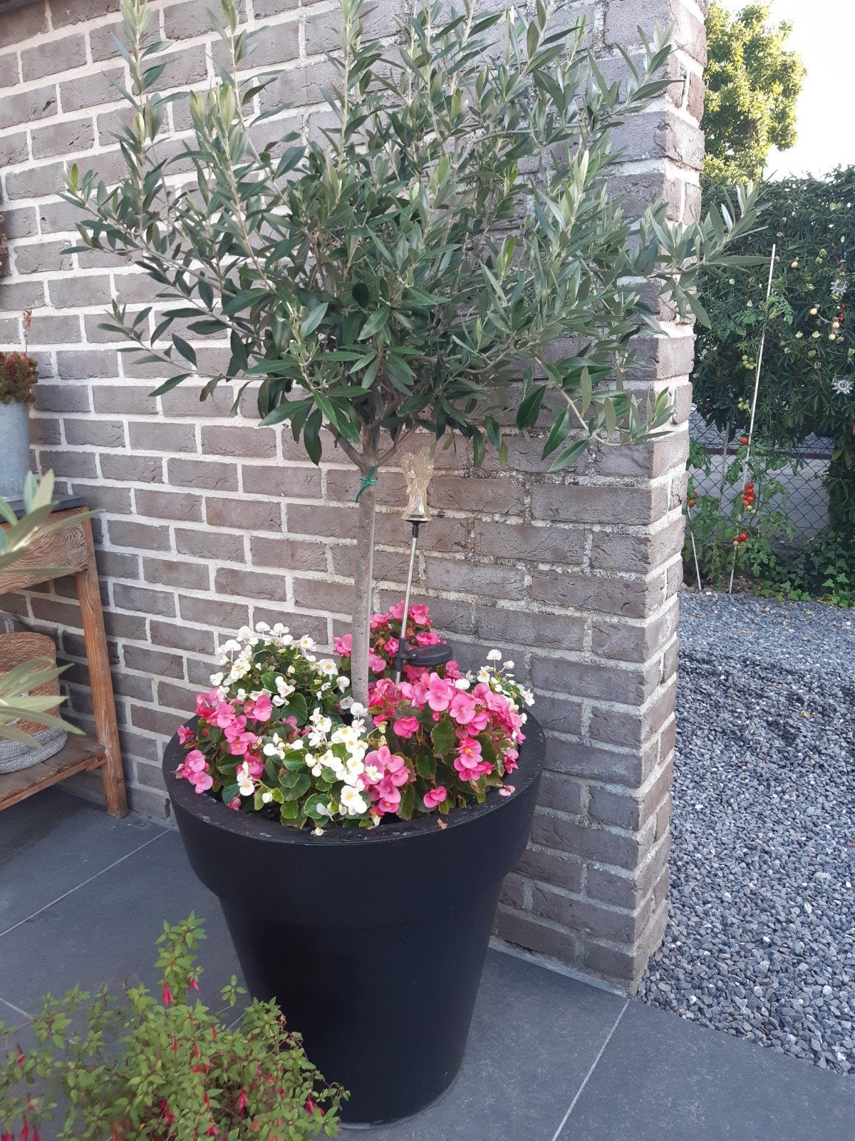 olijfboom., Tuin en Terras, Ophalen, Olijfboom