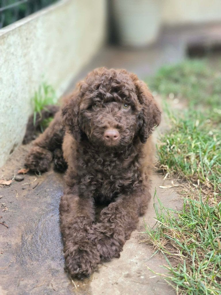 Les chiots Labradoodle recherchent des propriétaires !, Animaux & Accessoires, Maladie de Carré (chiens), Taille moyenne, Plusieurs