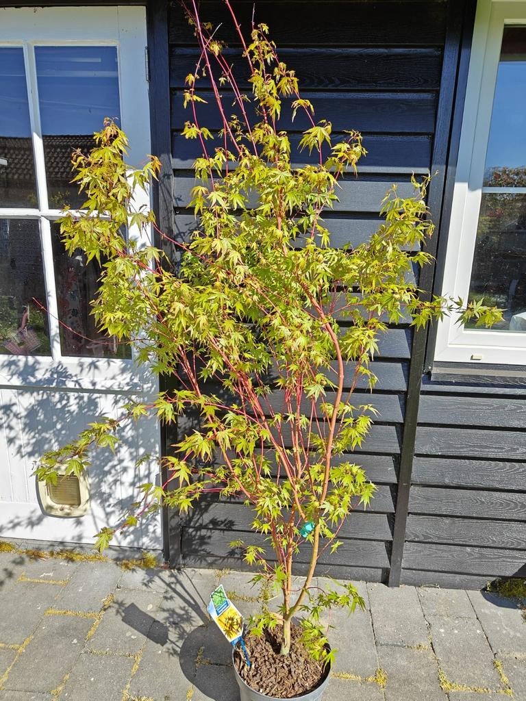 Acer palmatum SangoKaku Japanse esdoorn, Enlèvement