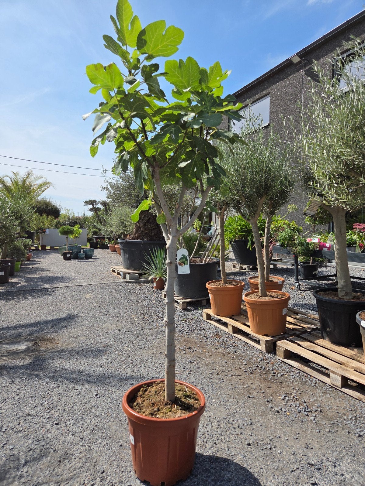 Vijgenboom Ficus Carica 'Dame Blanche', Tuin en Terras, Ophalen