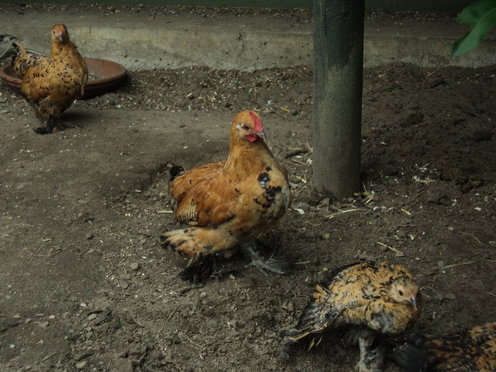 jonge haantjes sabelpoot kriel gratis, Mannelijk, Kip