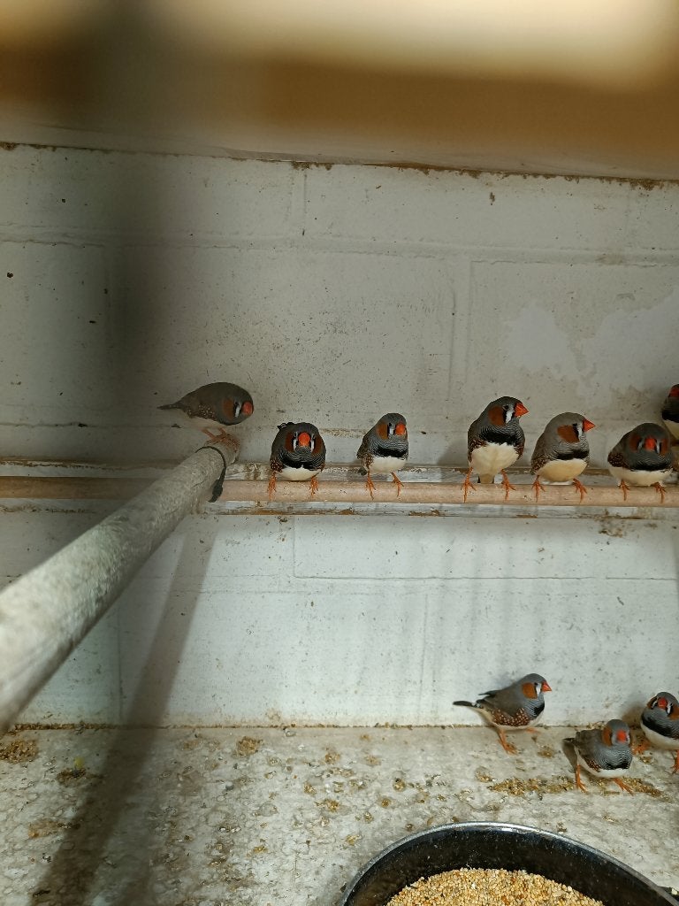 pinsons zébrés, Plusieurs animaux