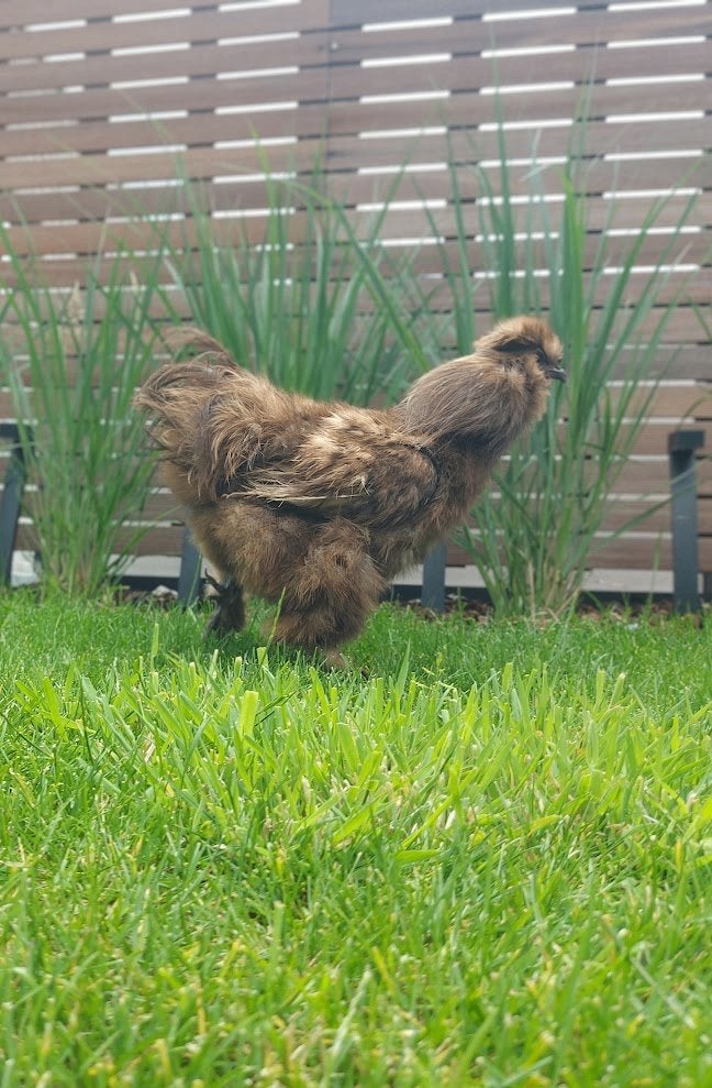 Rooster (silkfowl) Mexico cherche un nouveau foyer, Mâle, Poule ou poulet