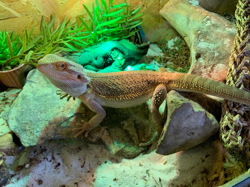 Baardagaam met terrarium, Dieren en Toebehoren, Hagedis, Met terrarium, 0 tot 2 jaar