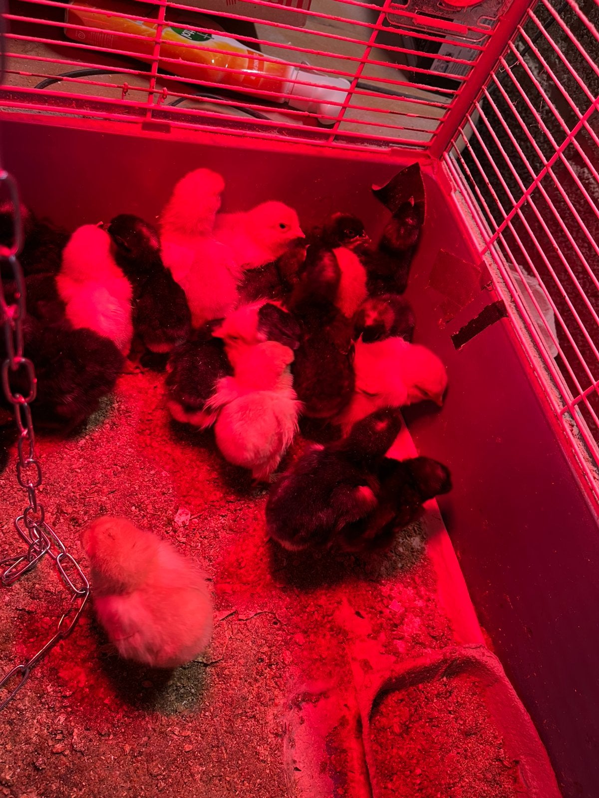 Jonge kuikens brahma en mechelse koekoek