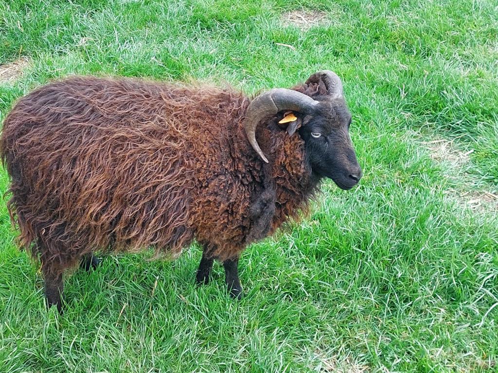 Ouessant, Dieren en Toebehoren
