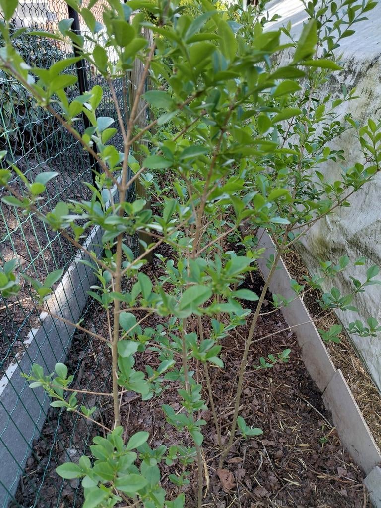 22 Ligusterhaagplanten, Ophalen, Liguster, Haag, 100 tot 250 cm