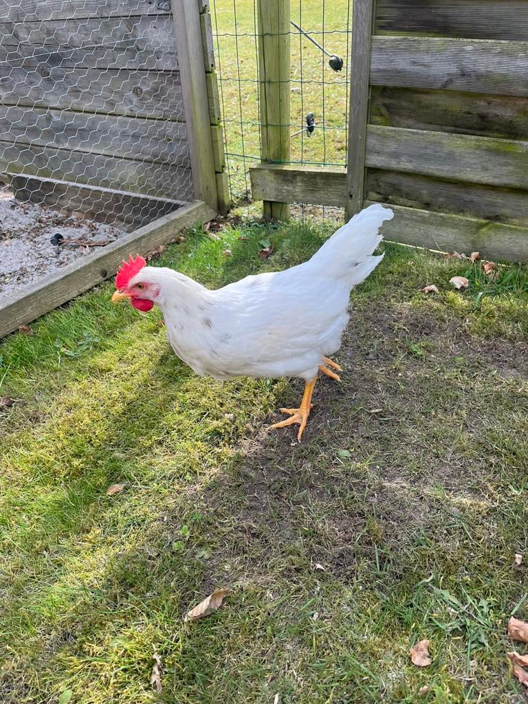 Haan Leghorn x isa brown, Dieren en Toebehoren