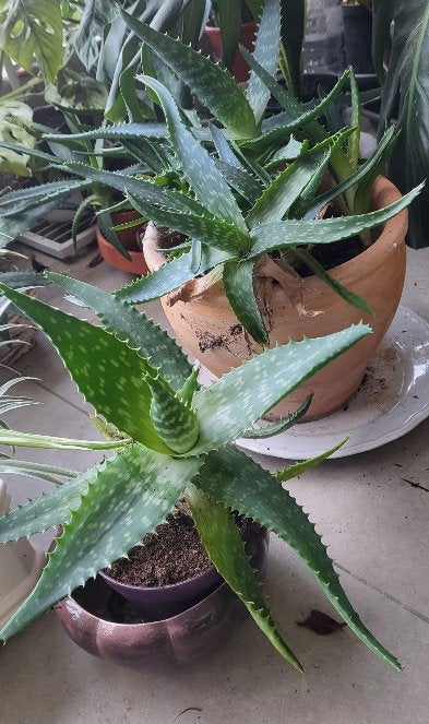 Aloe Vera te koop, Huis en Inrichting, Kamerplanten, Groene kamerplant, Ophalen, Overige soorten, Minder dan 100 cm