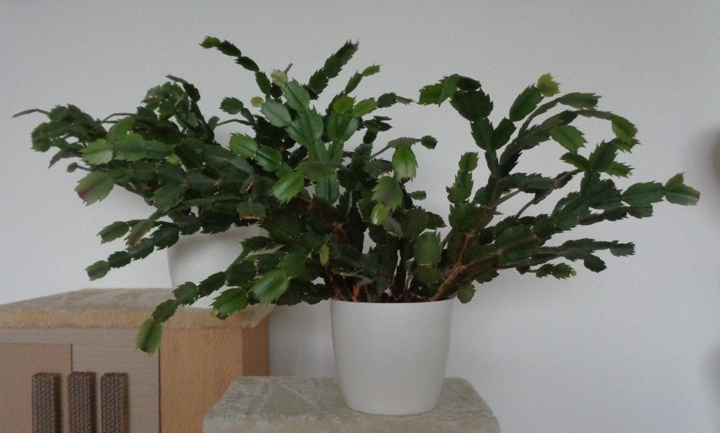 Witte kerstcactus, Schlumbergera Zygocactus., Huis en Inrichting, Ophalen, Halfschaduw, Minder dan 100 cm, Bloeiende kamerplant
