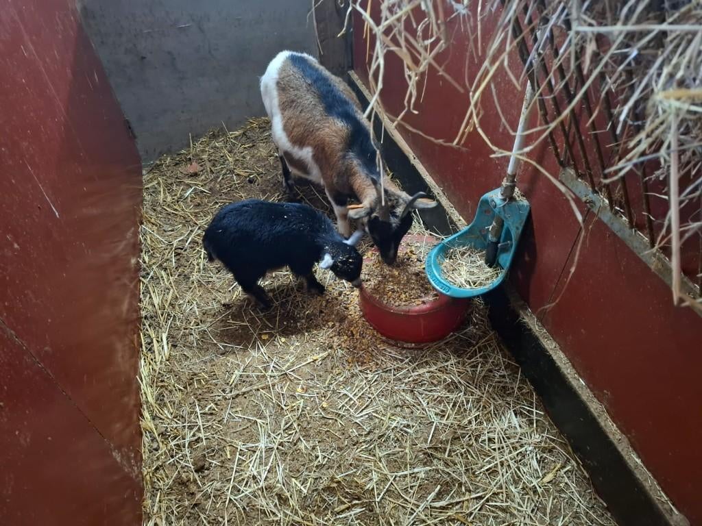 Chèvres naines, Enlèvement