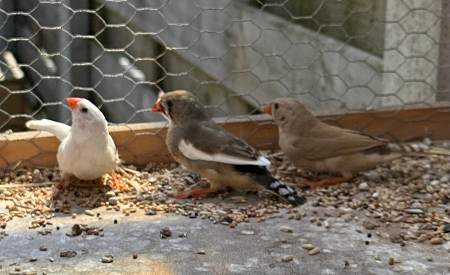 2 diamantduifjes en 3 zebravinken te koop