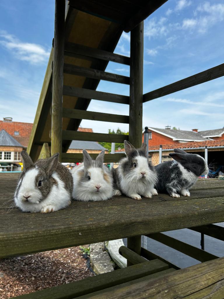 Dwergkonijnen, Dieren en Toebehoren, Meerdere dieren, Dwerg, 0 tot 2 jaar