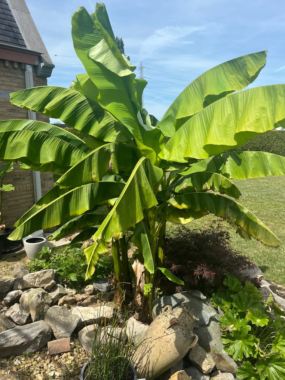 Banaan - musa basjoo, Tuin en Terras, Ophalen