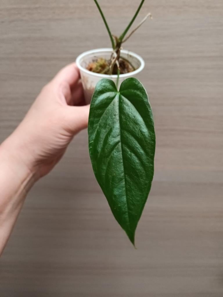 Anthurium bullatus x, Maison & Meubles, Plantes d'intérieur, Enlèvement ou Envoi